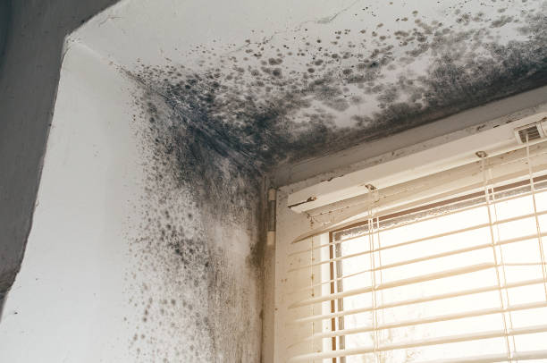 Affordable Mold Cleanup solutions in Hydes, MD